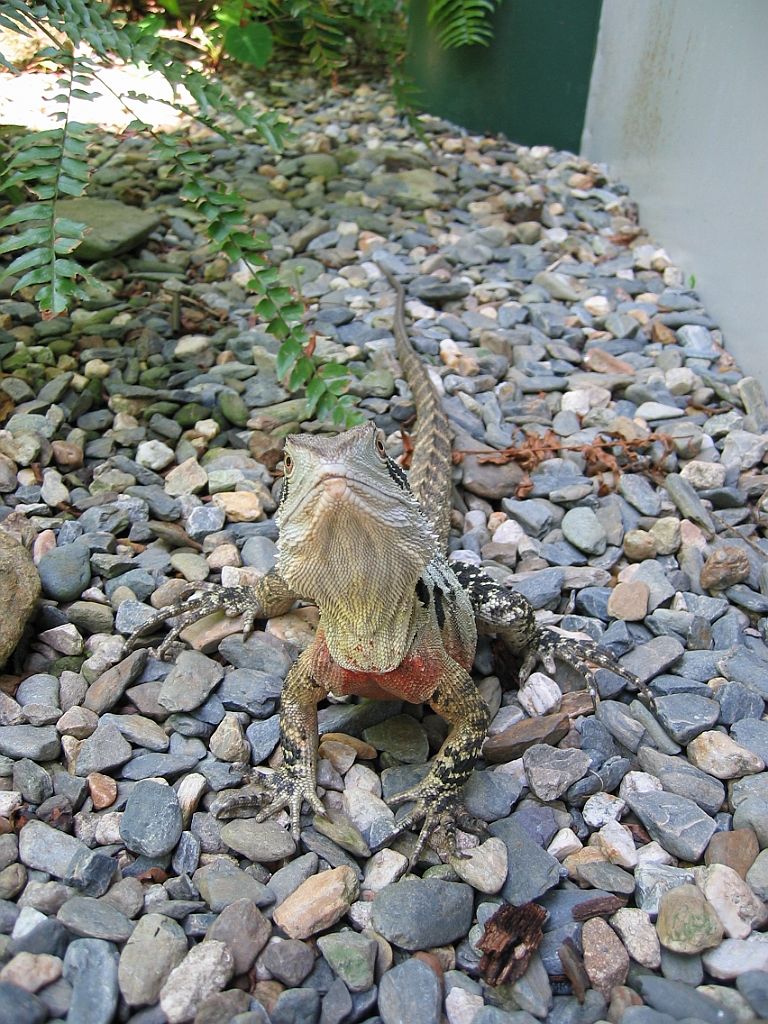 240 Wildlife Habitat Port Douglas.jpg